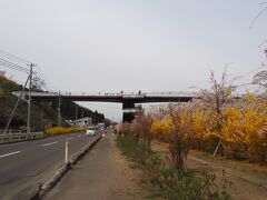 しばた千桜橋に上がって桜と電車の写真を撮ります
明日天気が悪いというので今日来たけど、少し暗い感じね
