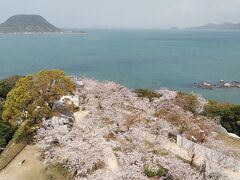 天守閣からの唐津城の桜に海に浮かぶ高島、高島にある宝当神社にお参りすると宝くじが良く当たるらしい！私は買いませんがｗ