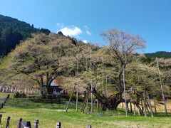 淡墨桜。立派な樹勢ですが、一足遅くちっていました。