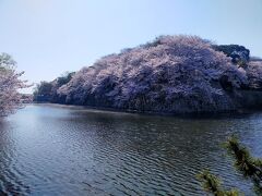 彦根城の石垣の桜。とても迫力がありました。