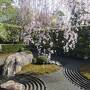 春の桜巡り～京都から彦根、根尾の淡墨桜へ