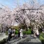 春の桜巡り～京都から彦根、根尾の淡墨桜へ
