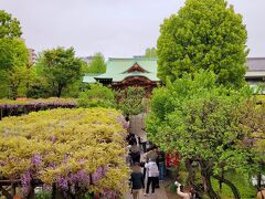 今年もやって来ました、天神様の藤まつり！