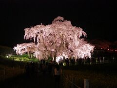 ま、プロジェクションマッピングがなくても、この滝桜の存在感はすごいけどね
