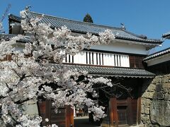 長野でも桜の開花が早い上田城からスタート