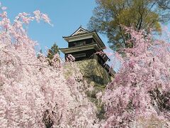 上田城のおすすめは、メインの城内から降りた広場の桜たち！淡いピンクのしだれ桜が凄く綺麗です