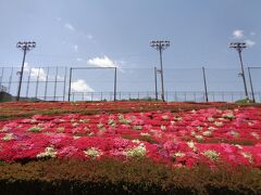 車を走らせ、星野村に到着。
シャクナゲを見に来たのですが、ツツジもきれいです。