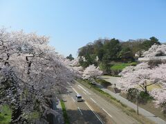 石川橋からお堀通りの桜