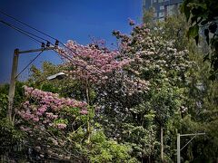 【タイの桜】

ちょっと、トンローのドンキにでも行こうと思いつき、BTSエカマイ駅からトボトボと歩いてみる...

歩道が狭く、道がガタガタなんだけど、早い時間は人も車も少なく、日差しもまださほど厳しい訳ではないので、よく歩いて行く。

歩いて、約20分ぐらいの距離。


写真：タイの桜と言われている『ピンク トランペット トゥリー』