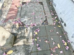 【タイの桜】

これは「ヒマラヤサクラ」と言うタイ人もいるけど...現時点で、真相は不明...