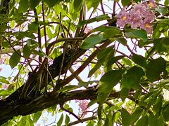 【タイの桜】

人によって言うことがマチマチなので、どれが正解かわからない…も、言うのはこれまでの他国の経験と同じ…