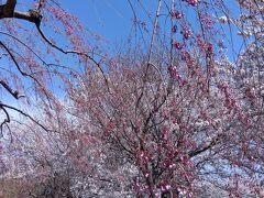 桜の名所