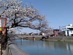 橋場で降車すると、こちらも桜満開。