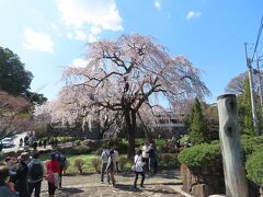 東郷寺のシダレ桜