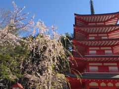 五重塔の朱色が桜に映える　