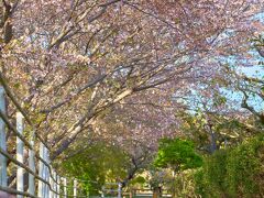 大山祇神社の後はそばにある藤公園の桜が咲いていたので撮影。

葉桜でしたが、風が吹くたびに桜吹雪で綺麗でした。


