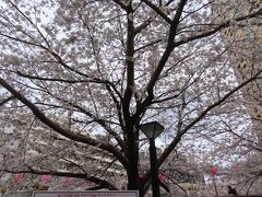 目黒川の桜並木