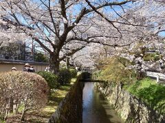 哲学の道の桜は満開でした。