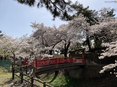 黒石市みゆき公園の桜①