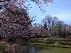 八戸公園の桜。
市民の憩いの公園