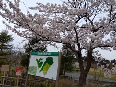 白山台公園も桜がきれい