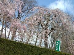 根城城趾の垂れ桜