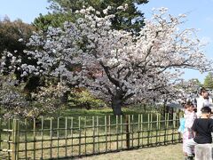 4月1日、醍醐寺を出て観光バスで京都御苑・京都御所に向かいました。京都の桜については御苑の桜が一番早く開花したとのニュースを聞いていたのでこちらは正直あまり期待していませんでした。桜の場所はネット情報で調べた絵地図をパソコンから印刷して持参しました。