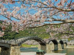 錦帯橋の桜も見頃♪