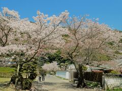 そろそろ吉香公園へ。
岩国藩主吉川家の居館跡などを公園に整備したそうで、日本さくら名所100選にも選ばれているそうです。