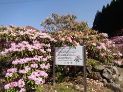 車を走らせ、ミヤシノシャクナゲ園に到着しました。
奥八女といわれる八女市星野村。先ほど訪れた星の花公園のあたりはその中央～やや西よりにありますが、ここミヤシノ（宮志野）は星野村でも東の端に近い場所にあります。もうちょっと東に行けば大分県日田市というエリアです。

ミヤシノシャクナゲ園、個人の方がシャクナゲを育て今の姿になったそうです。長い年月と弛まぬ努力、シャクナゲへの愛情…そういったことを考えると、頭が下がるばかりです。
後に星野村に贈られ、今は地元の有志の皆さまで大切に育てていらっしゃるそうです。