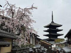 １５＜八坂の塔＞
　桜と五重の塔。いかにも春の京都らしいですなぁ。