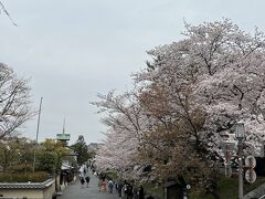 １７＜ねねの道＞
　高台寺を経て円山公園に至る「ねねの道」。ここも、桜満開。