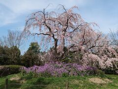 ２８＜粟田口あおくすの庭＞
「あおくすの庭」は、青蓮院の北側にある小さな公園。「八重紅枝垂れ桜」が満開の穴場です。※画面をクリックして拡大してみてください。