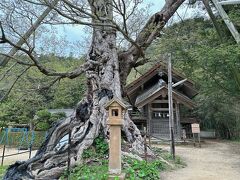「命主社(いのちのぬしのやしろ)」
目を奪われるの推定樹齢1000年といわれるムク（椋）の巨木！
島根の名樹に指定されているそうで、こちらもなんとも神々しい…