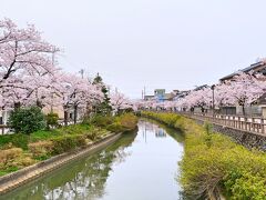 話は"桜の名所" に戻り、「湊川リバーウォーク」の川沿いには美しい桜並木がありました。