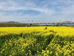 菜の花はちょうど満開でした。
先日テレビで飯山の菜の花公園の菜の花が見頃と紹介されてました。
飯山も長野に住んでる間に行ってみたかったけど、今週末は先週実家に帰ったこともあり、タイヤ交換やら衣替えやらもあり時間が取れず行きそびれちゃいましたが、ここでも十分満足できる広大な菜の花畑を見ることが出来ます。