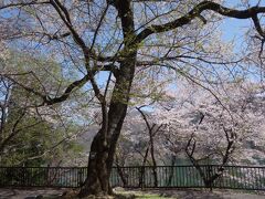 そして，荘川桜に。