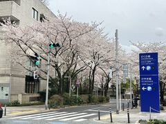 東京・六本木『六本木ヒルズ』裏手の六本木さくら坂の桜の写真。

満開です♪