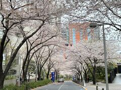東京・六本木『六本木ヒルズ』

六本木さくら坂の桜のトンネルの写真。

今日はグラハイの高級中華料理店に行きます。