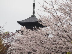 【東寺】
　毎年、桜の時期はコロコロ変わっていて、予定が立てづらいです。特に今年は全国的にここ何年間で一番か二番に早いと聞いていたので、前もって京都行きを予約していたこの時期には多くの場所で桜の花が散り始めているだろうと覚悟していました。ところが京都に着いた夜、お店の人にソメイヨシノは見頃ですよ、良い時期に来たねと言われました。