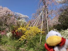 【原谷苑】金閣寺の奥の山を越えて、更に奥に存在する桜の名所が原谷苑です。もともと不毛の土地を開拓した方で、北山杉などの木材を取り扱う村岩農園さんが所有の個人の桜苑で、ある時期だけ一般公開されています。