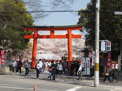 【平野神社】
　平野神社は平安時代から桜の名所として有名だったと聞きます。その頃はソメイヨシノがなかったので、枝垂れ桜や山桜だったのでしょうか。