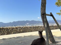 宮島駅に到着。

目の前に旅館が並んでいて、大きくて観光客も多く、世界遺産の島ですね！

そして、なによりシカが普通に歩いて人と共存しているのにはびっくり！
この子達、野生だよね。
