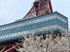 さっぽろテレビ塔の前の桜です。
これは、ソメイヨシノですね。