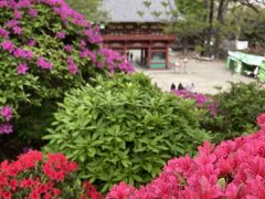 【ツツジ　：根津神社】
　4月8日西日暮里に用事で行った時、根津神社のツツジ祭りのポスターを見つけました。例年ここのツツジの見頃はゴールデンウィークなので　8日だと、まだまだだろうと思いながら、その場でネットを調べるとすでに見頃と出ていました。