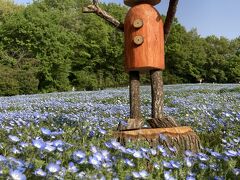 【東武　森林公園】
　ひたち海浜公園がネモフィラの花が満開と聞いていたのですが、遠いのでひたち海浜公園に行く日程がないなとあ思っていたら　都内にもネモフィラの綺麗な場所が何ヶ所かあると聞きました。
昨年の秋にケイトウの花を見に行った東武線の森林公園（武蔵丘陵森林公園）もネモフィラが綺麗と聞き　4月11日行きました。