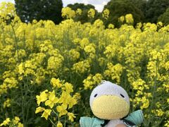 【立川　昭和記念公園】
　時々行く、立川の昭和記念公園もネモフィラが綺麗と聞き4月16日行ったら、ネモフィラ以外にも色々な花が綺麗でした。菜の花の群生もあり、満開でした。