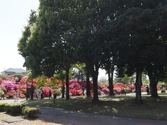 【館林　つつじが岡公園】
　今年もあしかがフラワーパークに藤の花を見に行こうと思った4月22日、朝の番組で館林のツツジが丘のツツジが見頃だと報じていました。東武線で足利市駅の一つ前が館林なのでついでに見にいきました。