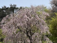 次のスポットは高松公園へ。

こちらも枝垂れ桜が見頃でした。

このツアー、私達の後にもう２つの日程でツアーが組まれていたので、これでもまだだいぶ楽しめたのではないかと思いました。