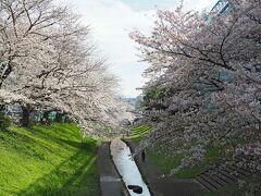 3月末。横浜市都筑区にある「江川せせらぎ緑道」。
桜の名所として、すっかり定番になりつつありますね♪

駅から遠いのが難点ですが、「IKEA港北」からだと歩いてすぐなので、買い物がてらの花見が最高ですね(´∀｀*)ｳﾌﾌ 新横浜からIKEAへの無料バスが出ています！
https://www.ikea.com/jp/ja/stores/kohoku/